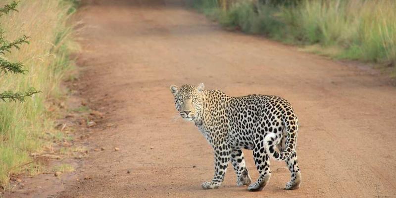 一张描绘书写场景的插画，背景是一盏台灯，书桌上散落着纸张和笔，笔尖滴着墨水
