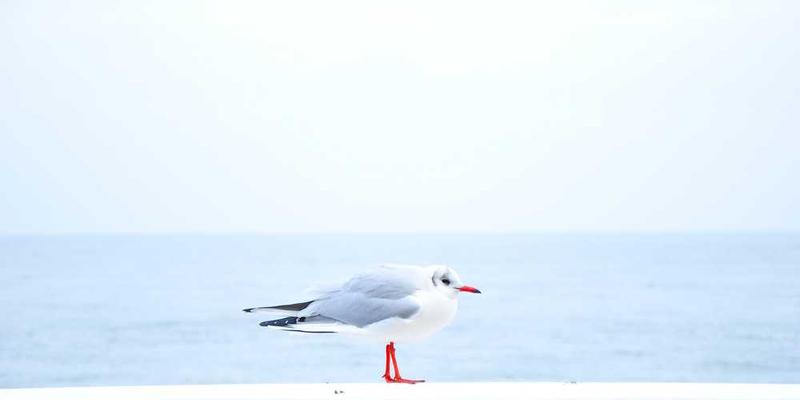 一张复古的MP3播放器和一张CD封面，背景是泛黄的复古色调，营造出一种怀旧的氛围。说明：这张图片象征着数字音乐时代与经典音乐的交融。