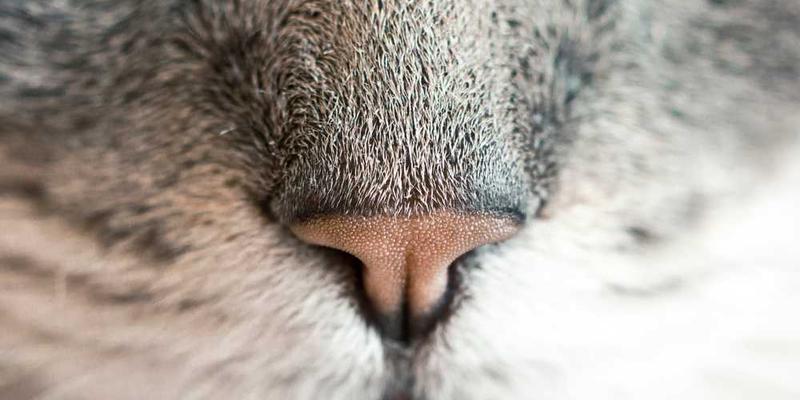 宁静的街道，晨曦中传来规律的脚步声，营造出一种温暖的氛围