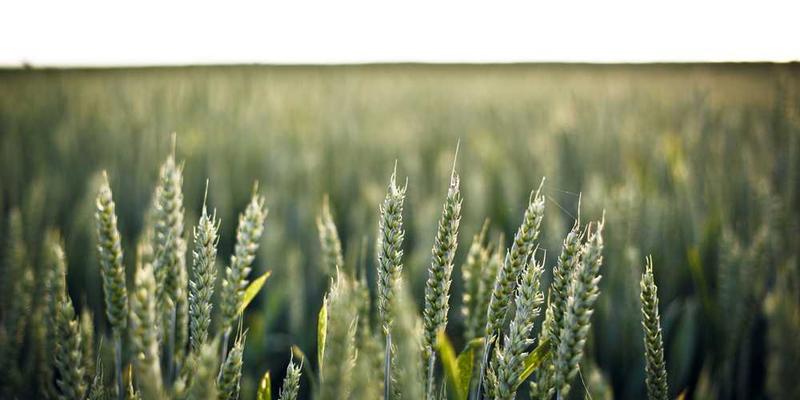 在社交媒体上发起“每日一词”公共写作接龙