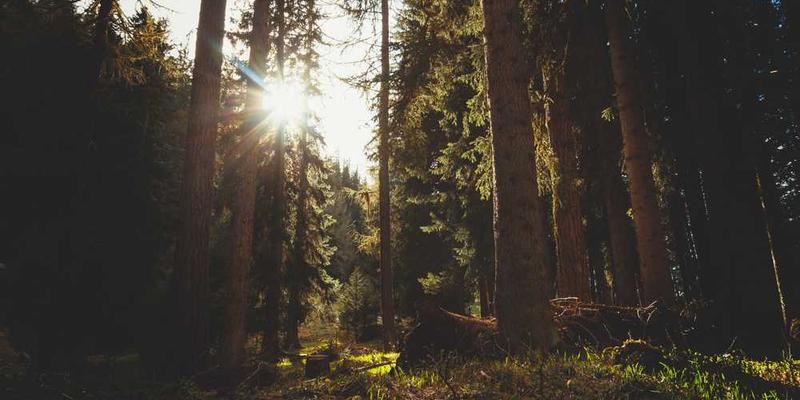 让负责园林修剪的AI学习中国山水画，它开始把灌木丛修剪得“师法自然，留白过多”。